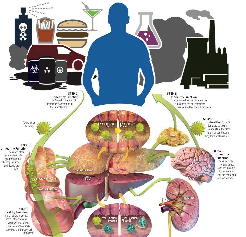 Illustration of a man surrounded by different toxins and chemicals and how they are processed and eliminated by detoxification, and the harm toxins do to the body if not eliminated properly.