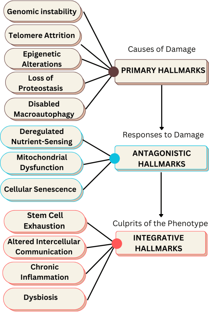 different Hallmarks of Aging