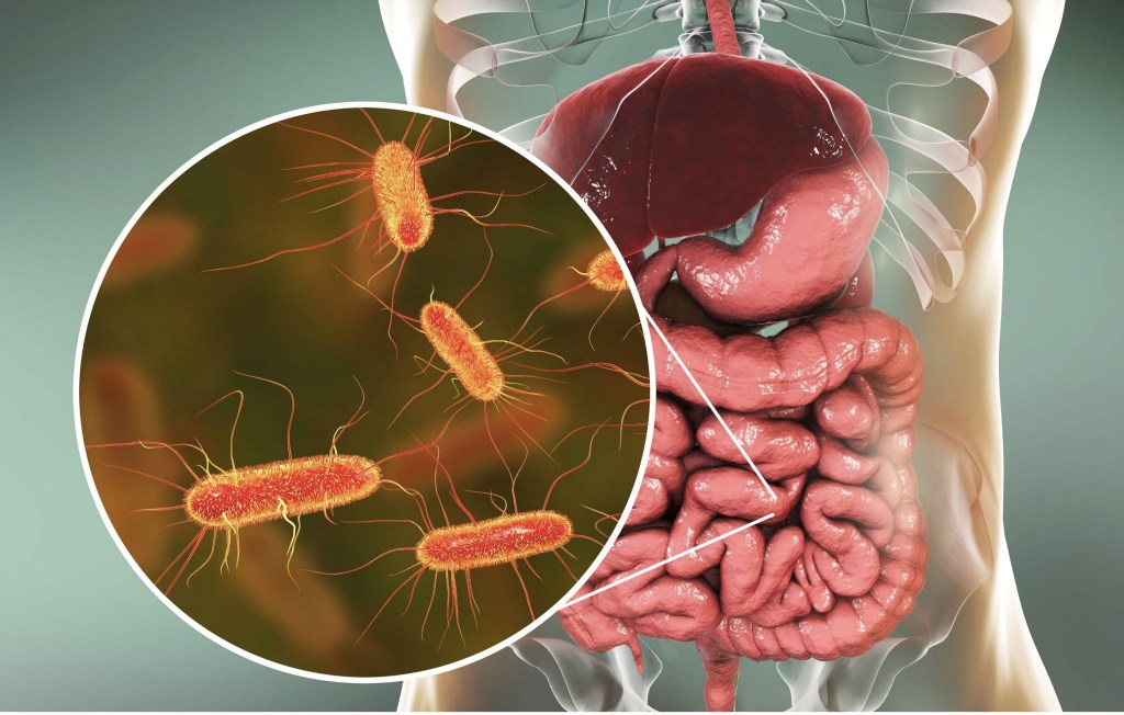 Illustration of the whole gut and its microbiome, emphasizing the important role gut health and balanced microbiome play particulary with relevance to chronic inflammation, leaky gut, and dysbiosis.