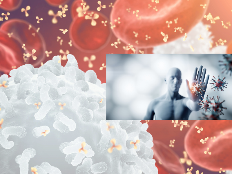 Illustration of immune cells attacking self tissue, leading to autoimmune conditions such as hashimotos, rheumatoid arthritis, IBD, MS, lupus, and chronic pain.