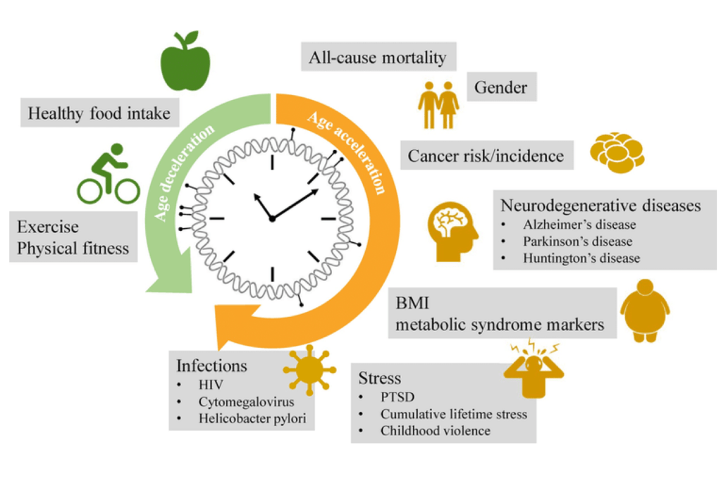clock showing age deceleration and acceleration, symbolizing biological aging, longevity, and chronic disease prevention.