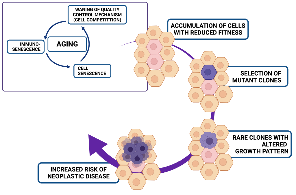 cell cycle and how aging contributes to loss of quality control mechanisms