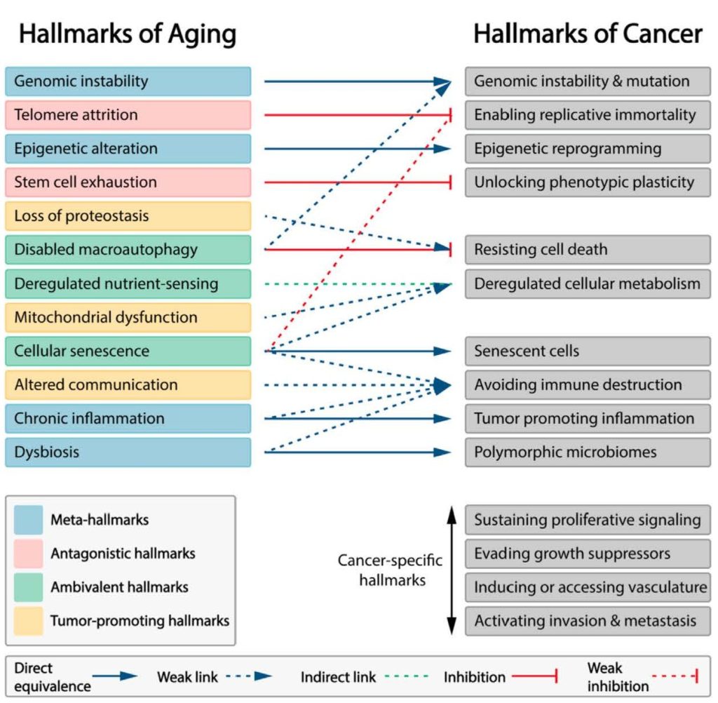 column headed by hallmarks of aging aligned with another column headed by hallmarks of cancer and the connection between them