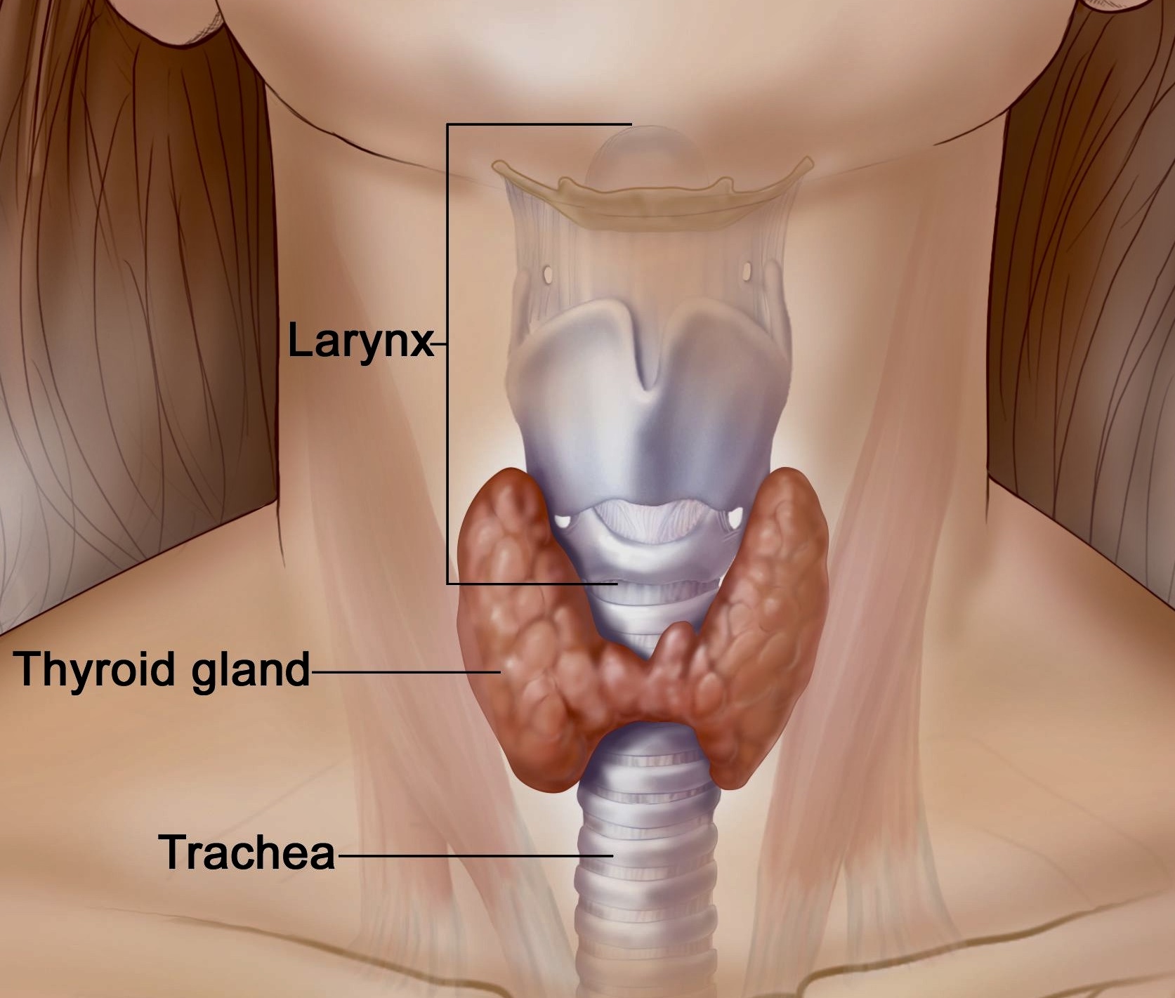 Thyroid Health in Perimenopause and Beyond