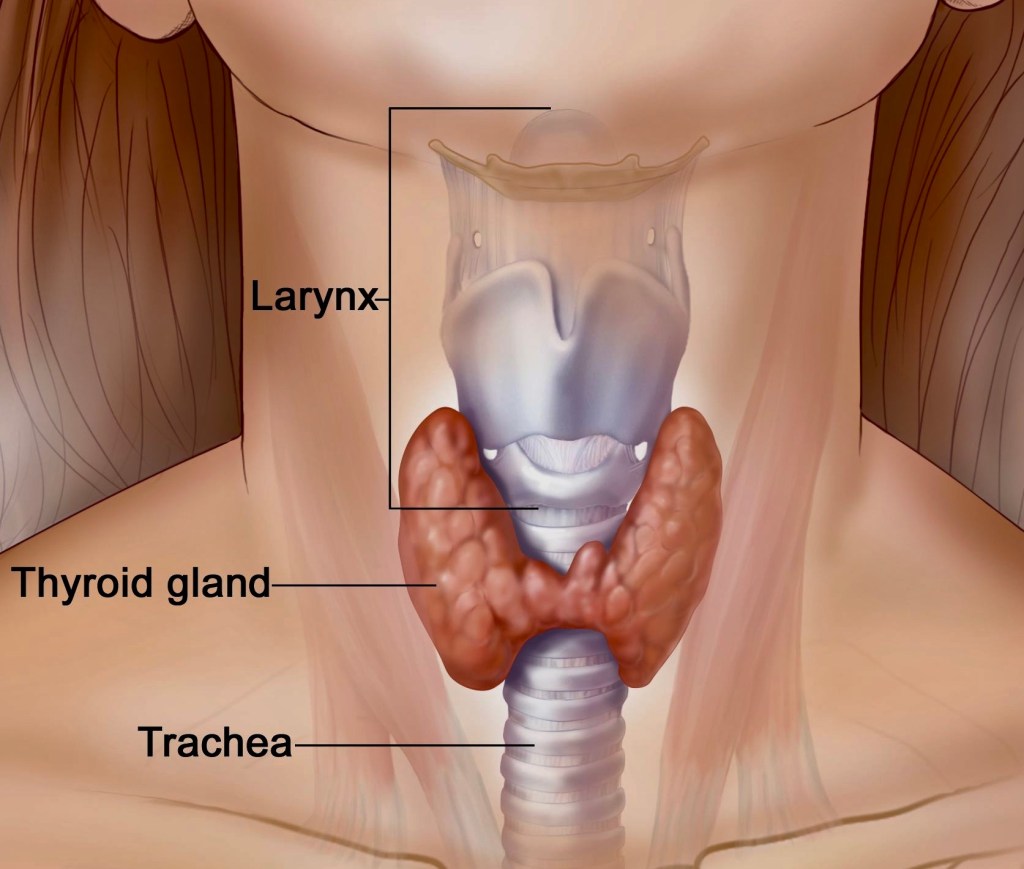Thyroid Health in Perimenopause and&nbsp;Beyond
