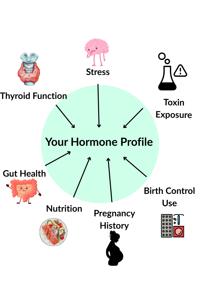 what contributes to your hormone profile during perimenopause and menopause